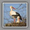 White Stork (2)
